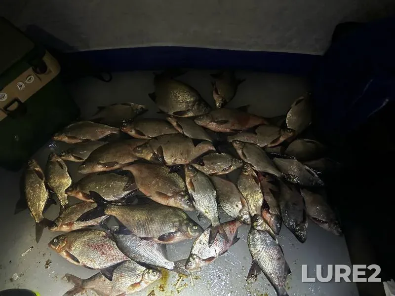 Bream — Dudergofskiy kanal, Feb 24, 2024