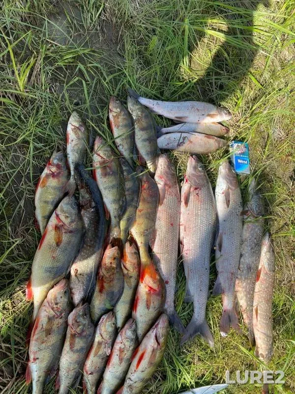 Perch, Pike — Respublika Komi, Jul 29, 2024