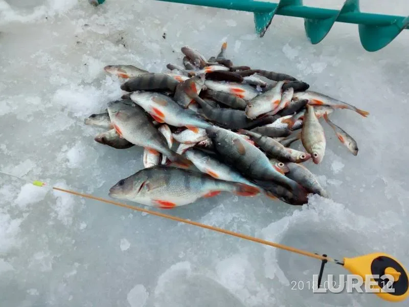 Perch, Roach — Sumska oblast, Feb 11, 2018