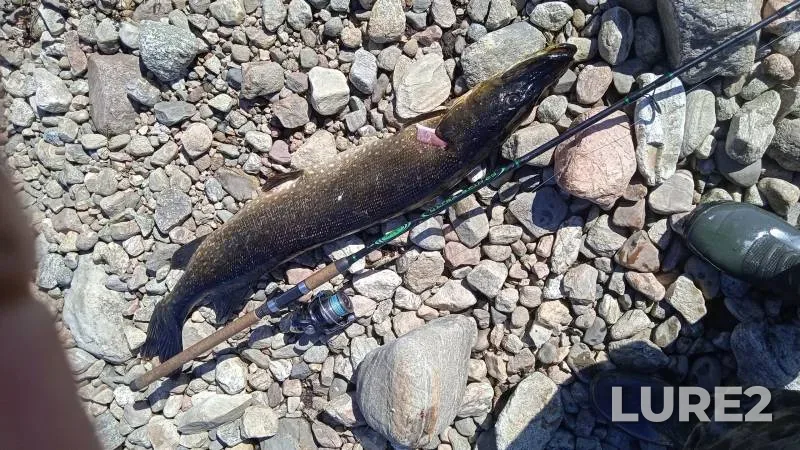 Pike — Pivnus, Jul 02, 2022