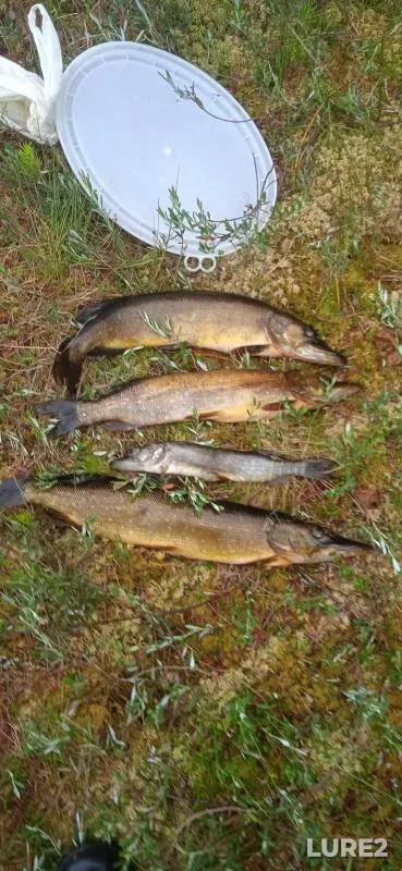 Pike — Tolstukha, Jul 23, 2023