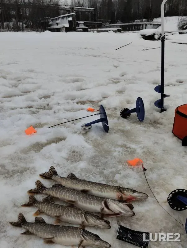 Pike — Tikhvinka, Jan 29, 2024