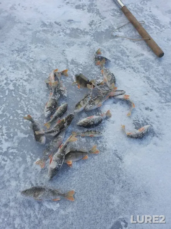 Perch — Parzinka, Nov 06, 2024