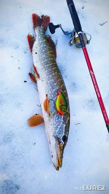 Pike — Orenburgskaya oblast, Nov 16, 2024