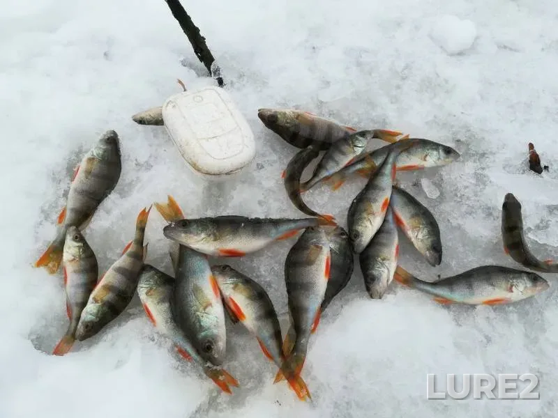 Perch — Sumska oblast, Feb 10, 2018