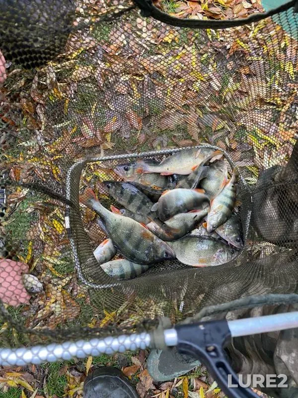 Perch — Myortvyy Donets, Nov 27, 2024