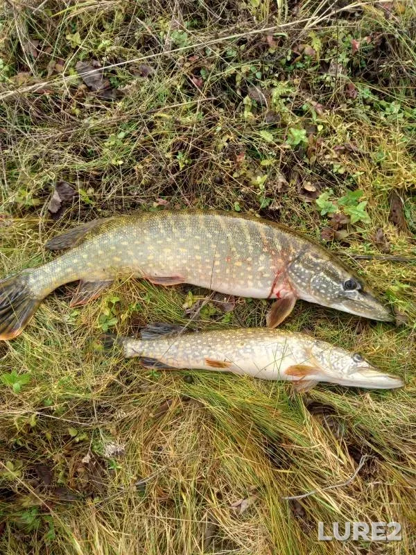 Pike — Lama, Nov 19, 2024
