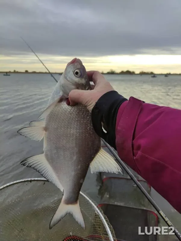 Bream — Dolgoye, Nov 08, 2024