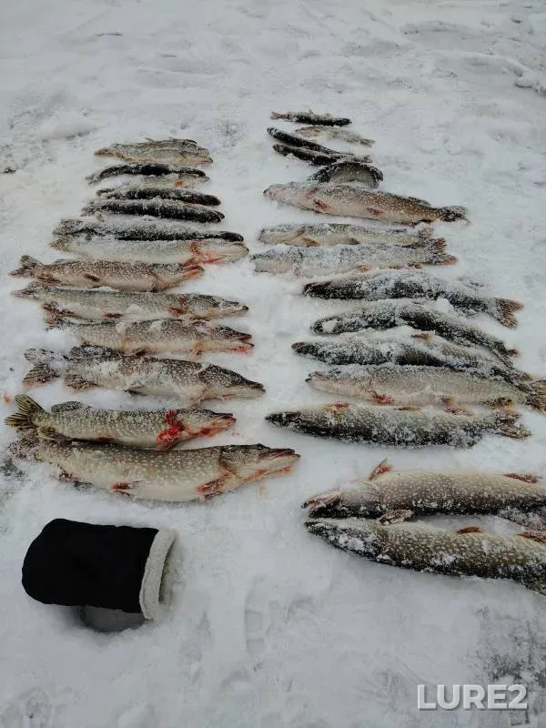Pike — Bergilka, Dec 03, 2024