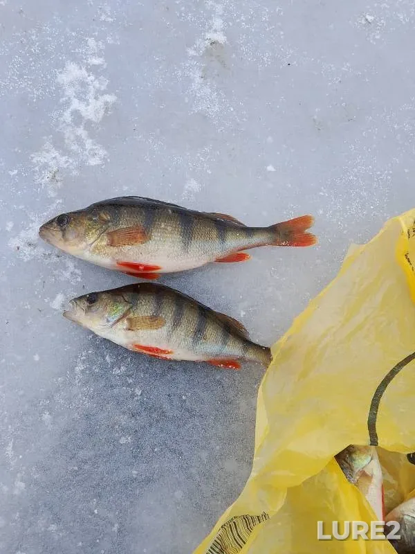 Perch — Yankaratal, Dec 01, 2024