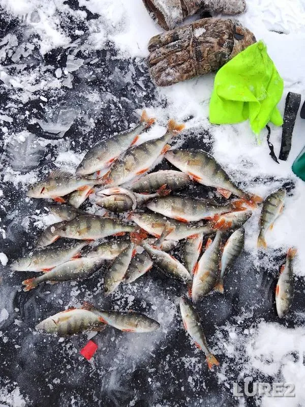 Perch — Arkhimandritskoye, Dec 04, 2024