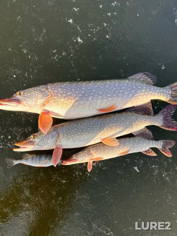 Pike — Sviyaga, Nov 30, 2024