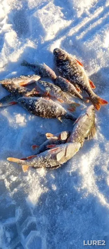 Perch — Andreyevskoye, Dec 01, 2024