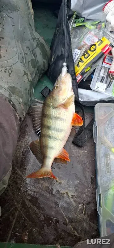 Perch, Pike — Chelnavskoye, Nov 30, 2024
