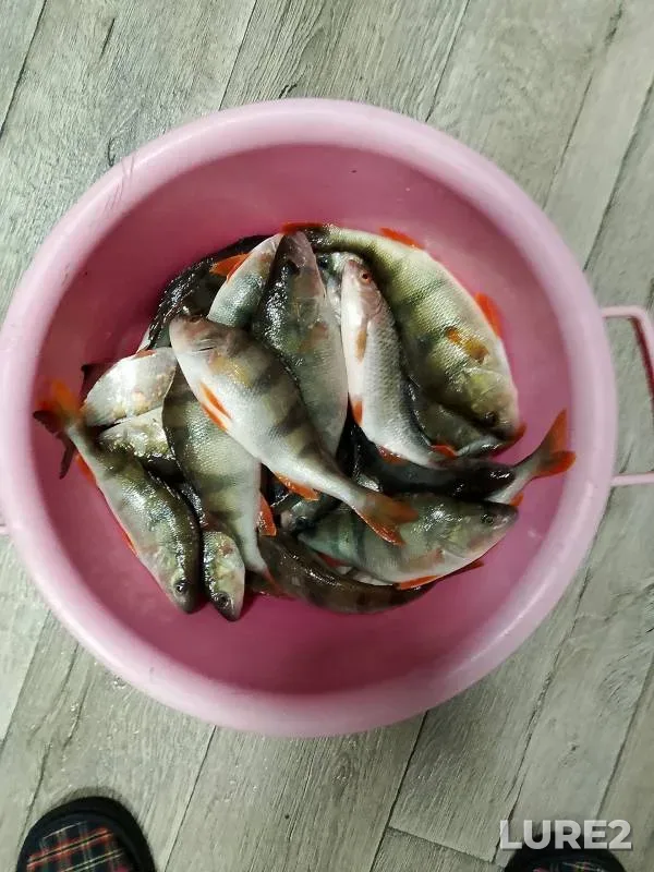 Perch — Kuzelga, Nov 30, 2024