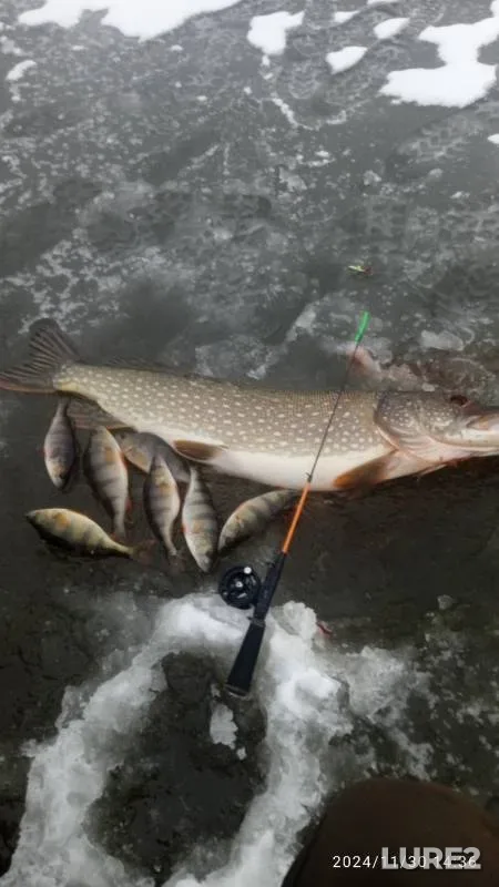 Perch, Pike — Volga, Nov 30, 2024