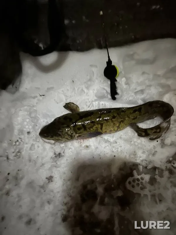 Burbot — Kama, Dec 03, 2024
