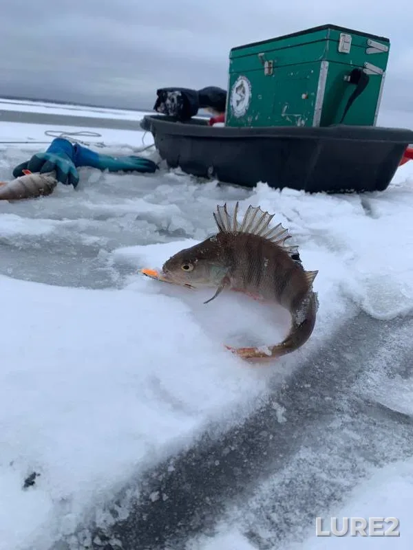 Perch — Kamskoye, Dec 04, 2024