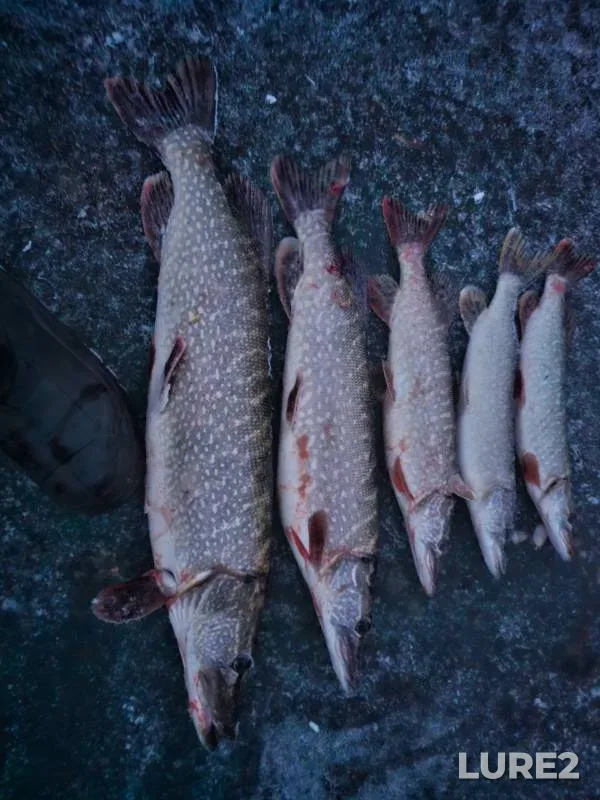 Pike — Sakmara, Dec 04, 2024