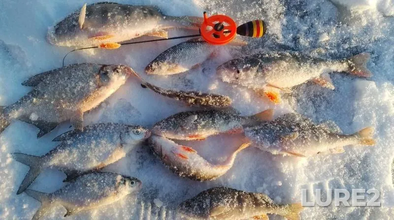 Bream, Perch — Omskaya oblast, Nov 28, 2024