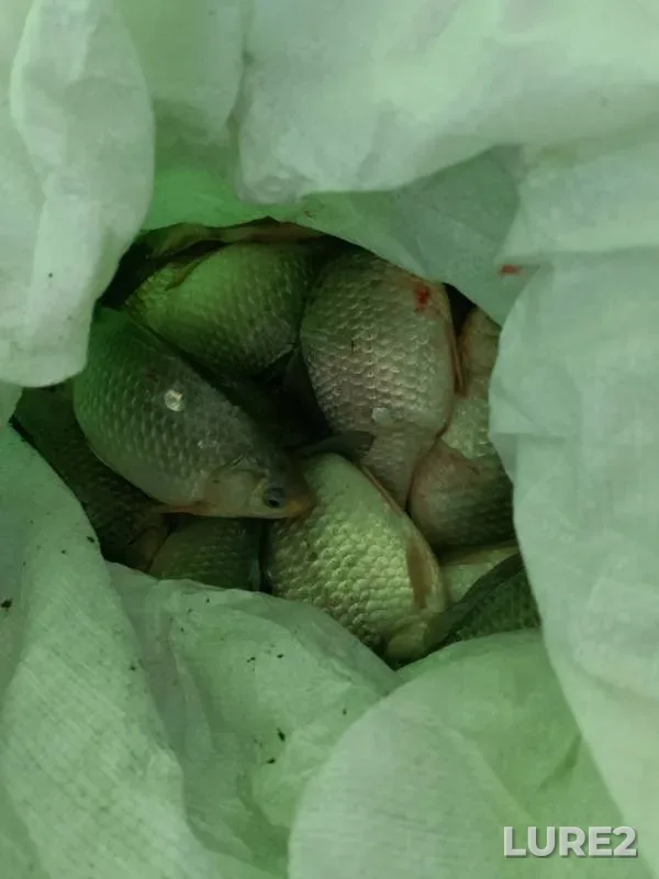 Crucian carp — Omskaya oblast, Tyukalinskiy rayon, Nov 20, 2024