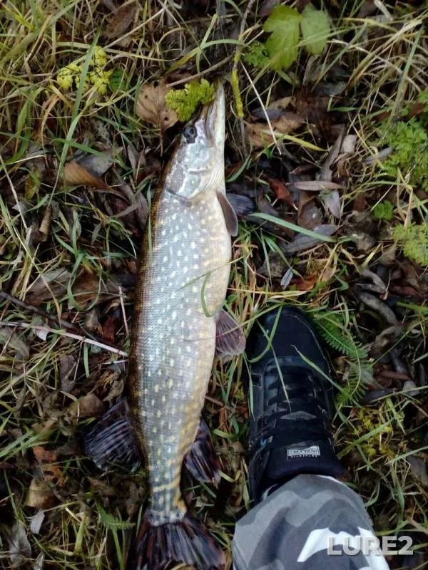 Pike — Psyol, Nov 27, 2017