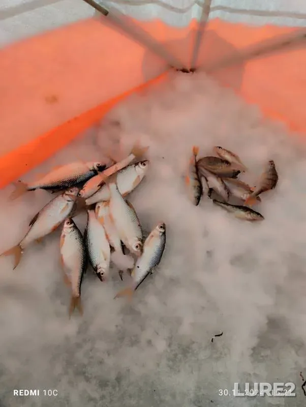 Perch, Roach — Irtysh, Nov 30, 2024