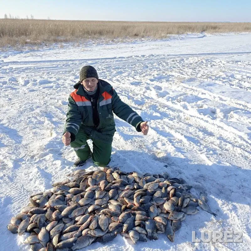 Crucian carp — Omskaya oblast, Krutinskiy rayon, Dec 02, 2024