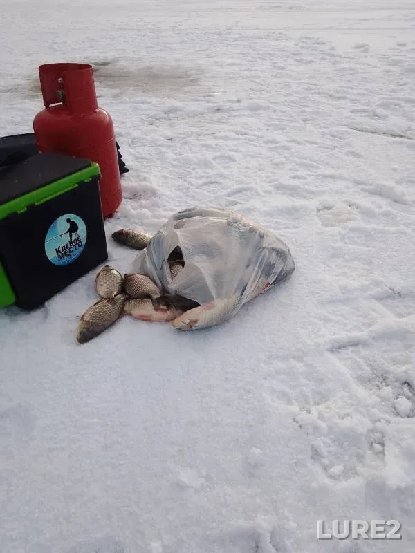 Crucian carp — Uyelgi, Dec 01, 2024