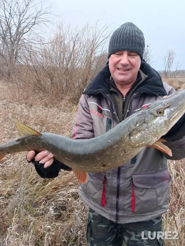 Pike — Shava, Nov 23, 2024