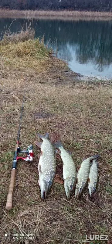 Pike — Voronezh, Dec 03, 2024