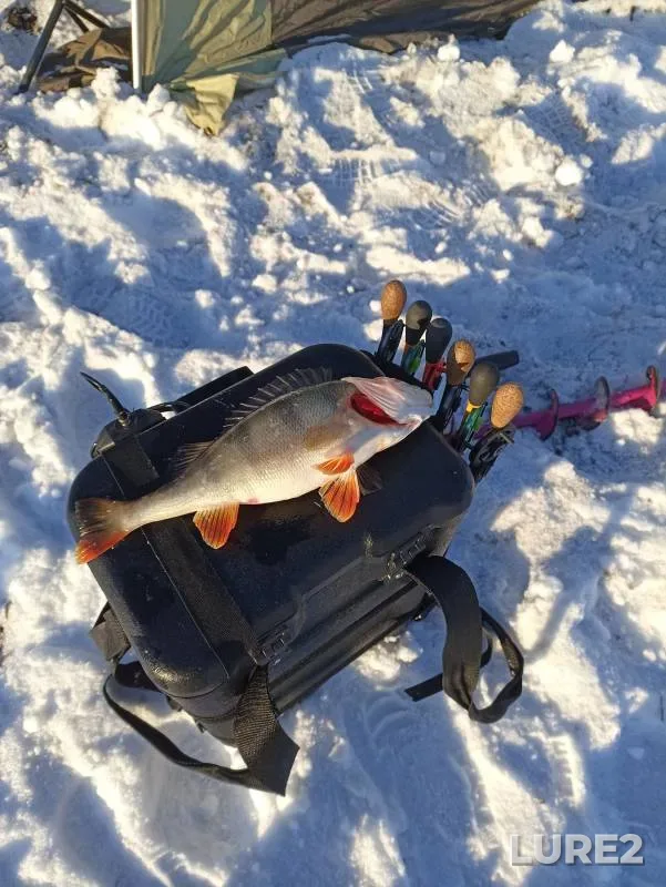 Perch — Orlovskoye, Dec 01, 2024