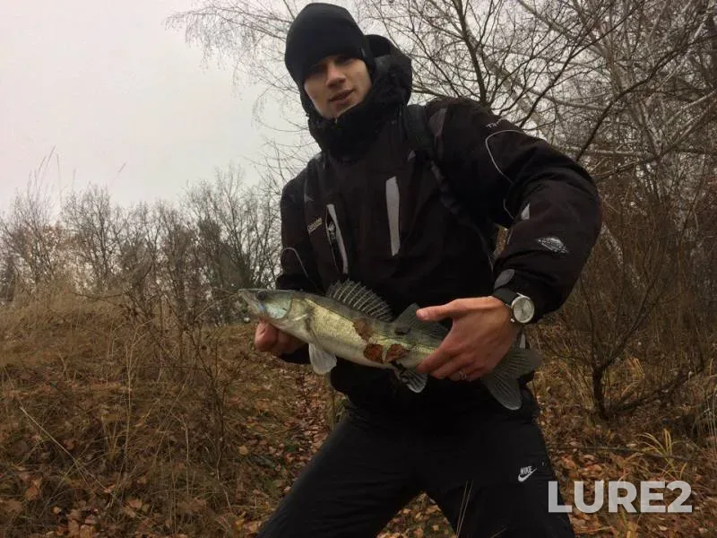 Perch, Zander — Psyol, Nov 19, 2017