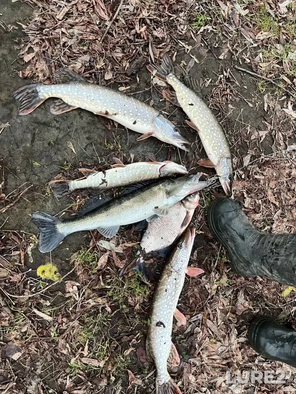 Bream, Pike — Moskva, Nov 24, 2024