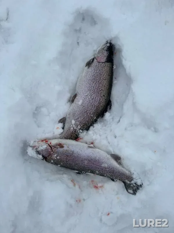 Rainbow trout — Kemerovskaya oblast, Nov 22, 2024