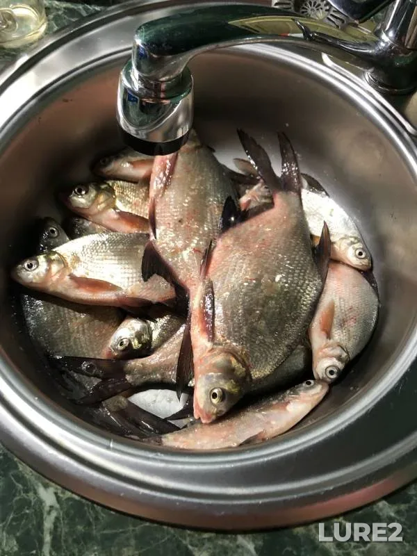 Bream — Kemerovskaya oblast, Nov 24, 2024