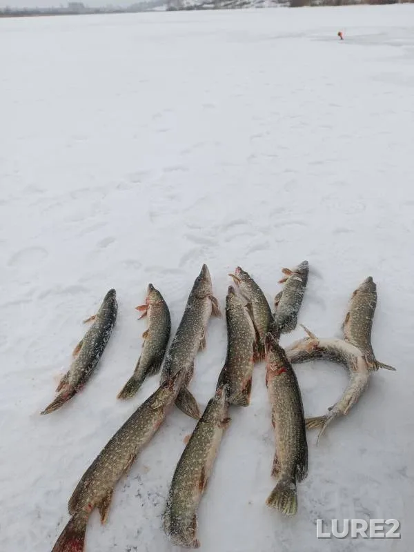 Pike — Kemerovskaya oblast, Dec 02, 2024