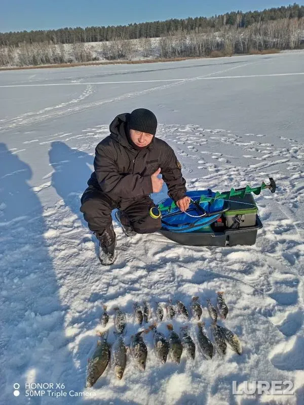 Perch — Novosibirskaya oblast, Nov 30, 2024