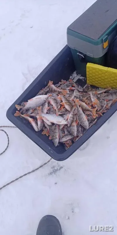 Perch, Roach — Mysli, Dec 01, 2024
