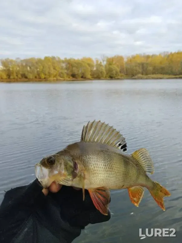 Perch — Yelchik, Nov 29, 2024