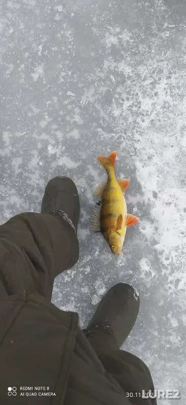 Perch, Pike — Yelchyovskiy prud-otstoynik, Dec 01, 2024
