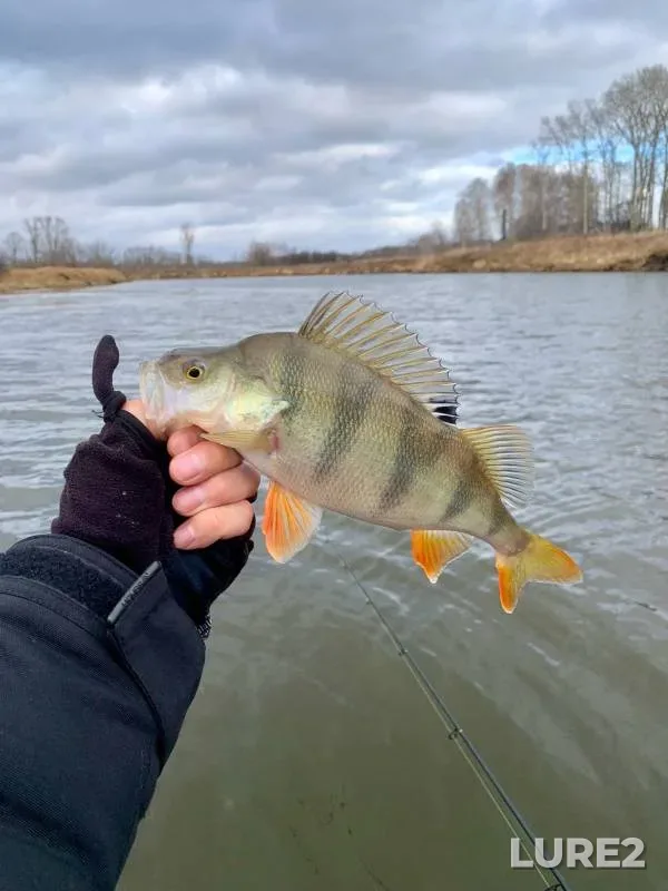 Perch — Kurya, Nov 09, 2024