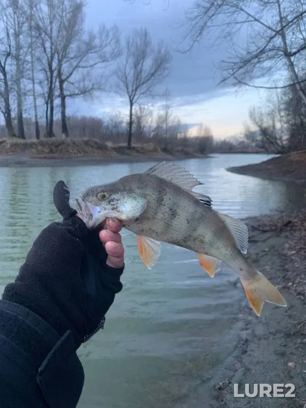 Perch — Katun, Nov 07, 2024