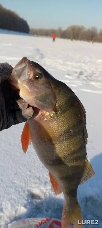 Perch — Novosibirskaya oblast, Nov 30, 2024