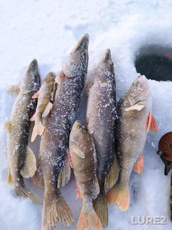 Perch, Pike — protoka Soplyakova, Dec 01, 2024