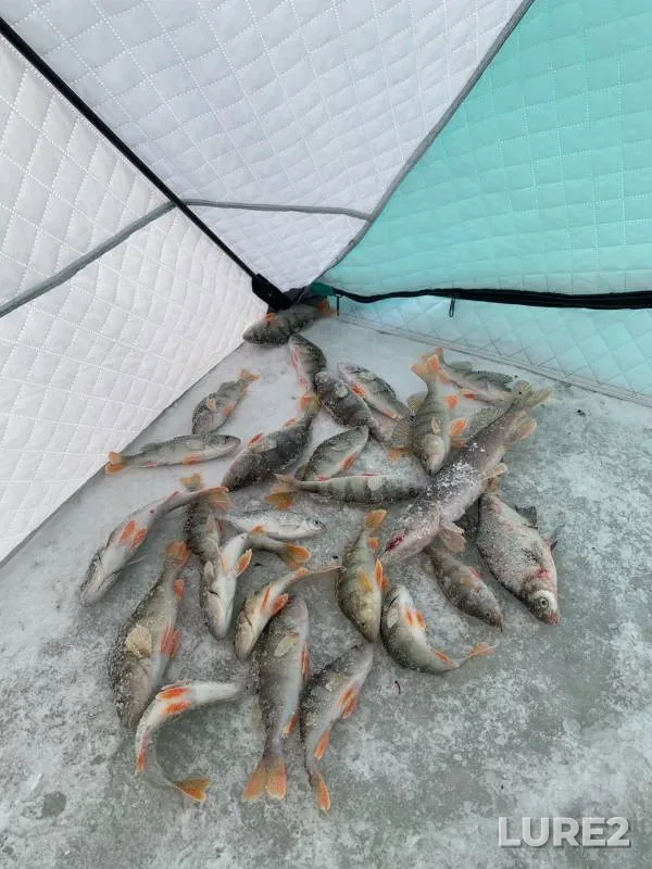 Bream, Perch — protoka Soplyakova, Dec 01, 2024
