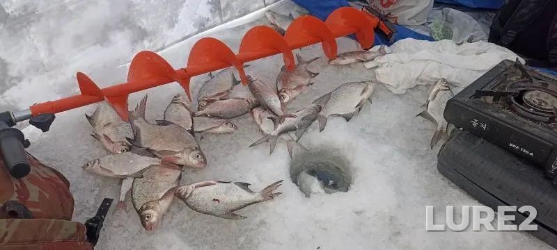 Bream, Roach — Ob, Dec 02, 2024