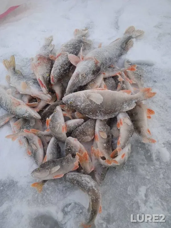 Perch, Pike — Novosibirskaya oblast, Dec 02, 2024