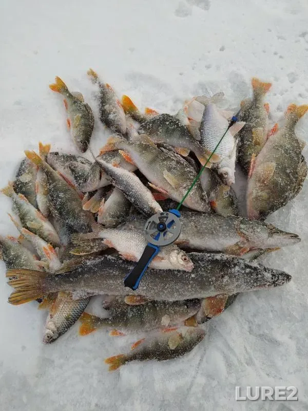 Perch, Pike — protoka Soplyakova, Dec 03, 2024