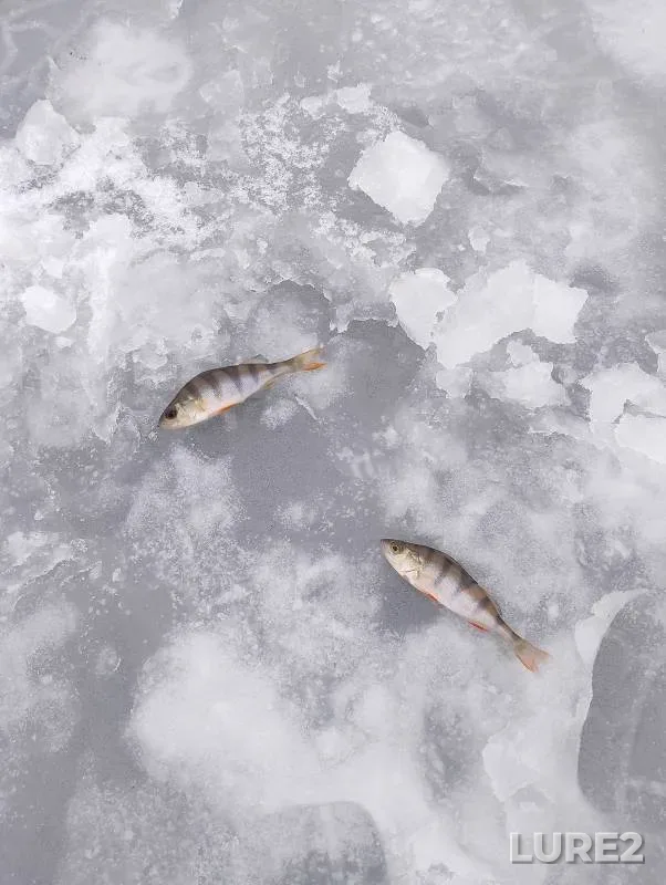 Perch — Zaninskoye, Dec 01, 2024
